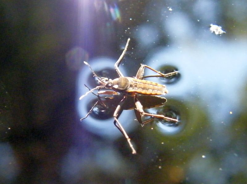 Veliidae: Velia cfr. sarda